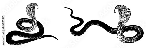 cobra silhouette vector