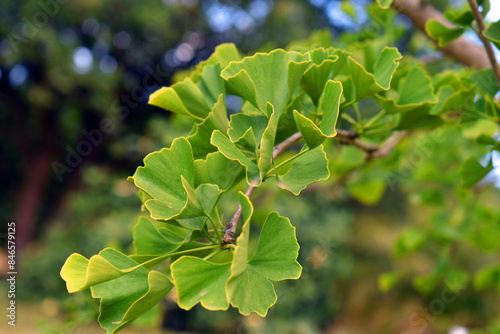 Ginkgo or gingko (Ginkgo bi...