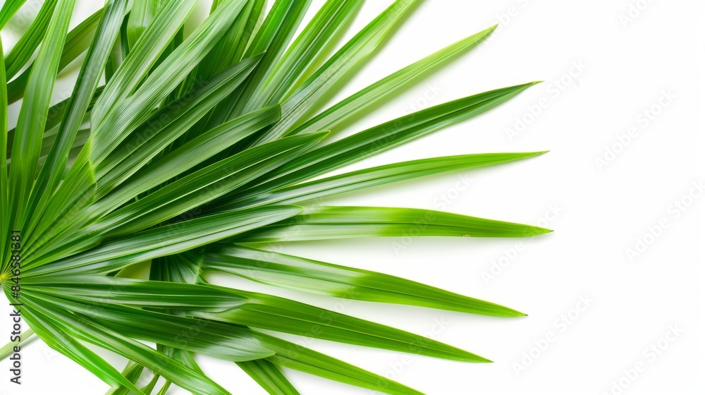 Green palm leaf on white background for natural design Green palm leaf on white background for natural design