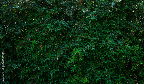 green tree wall It's the fence of the house.green tree wall It's the fence of the house.