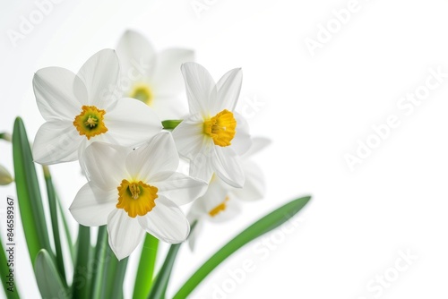 Narcissus photo on white isolated background