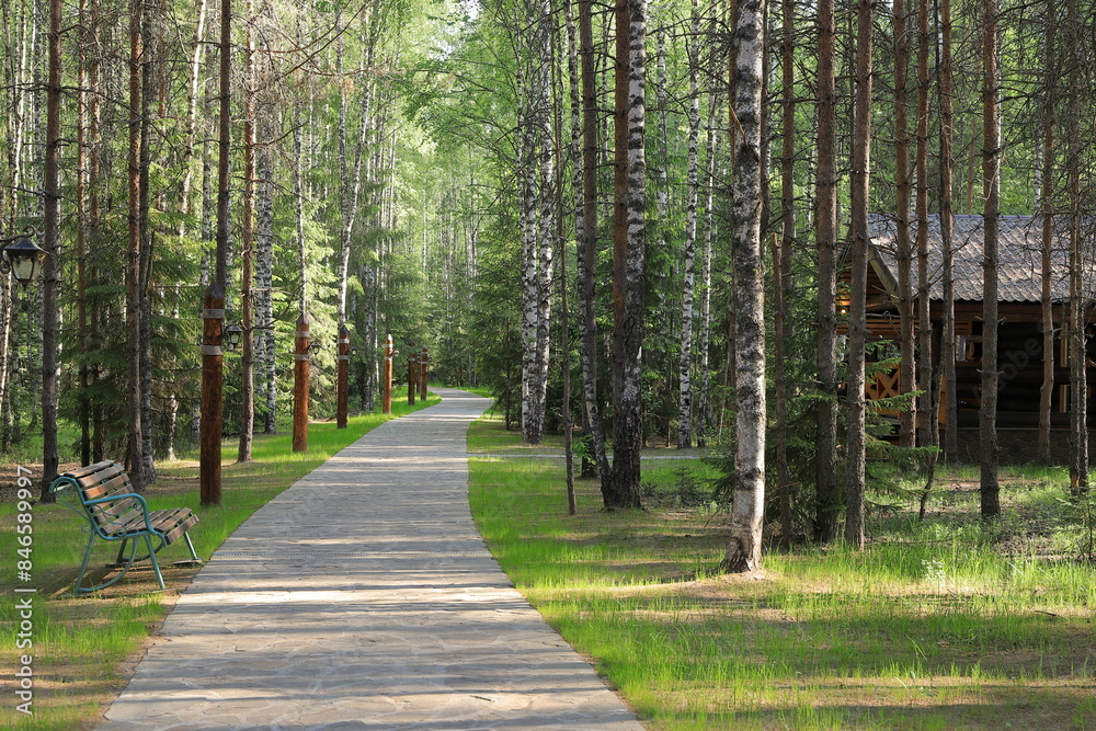 Fototapeta premium A path through a wooded park on a summer morning.
