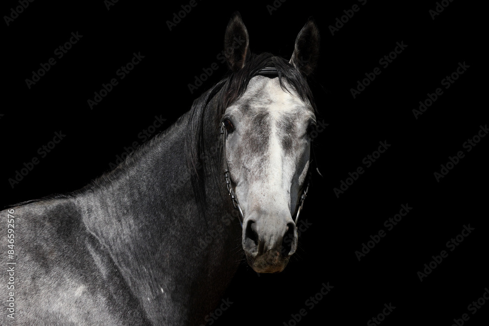 Andalusian horse portrait against dark stable background