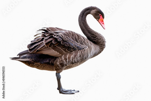 Fototapeta Naklejka Na Ścianę i Meble -  A black swan with a red beak is elegantly standing on one leg against a plain white background