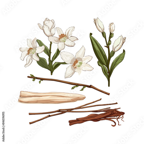 branch of a tree with flowers