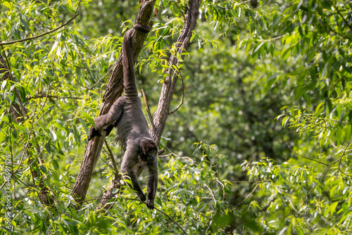 Photos Common Woolly Monkey - Lagothrix lagothricha, unique gray monkey with long tail native in tropical forests of Amazonia, Ecuador