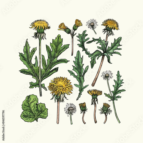 Set of Dandelion Greens hand drawing isolated vector illustration