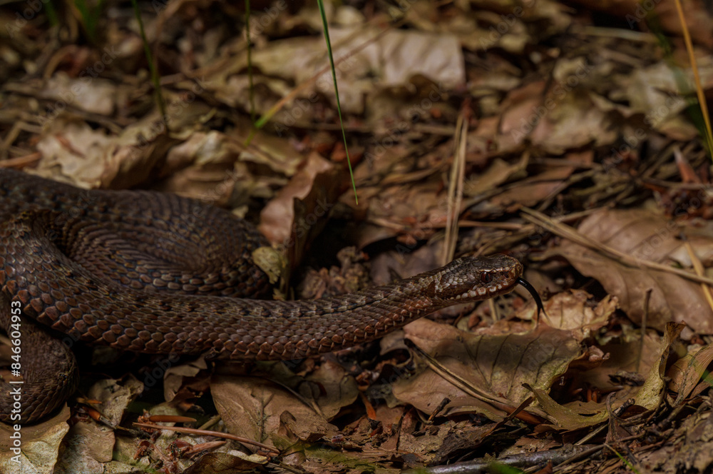 A wild snake expertly camouflaged among the forest floor foliage, blending into its natural habitat A wild snake expertly camouflaged among the forest floor foliage, blending into its natural habitat