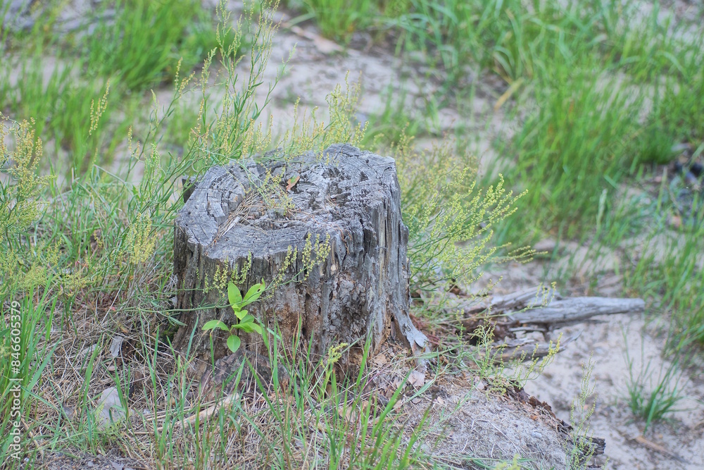 one gray stump of an old tree stands in green grass and vegetation in nature in the forest one gray stump of an old tree stands in green grass and vegetation in nature in the forest