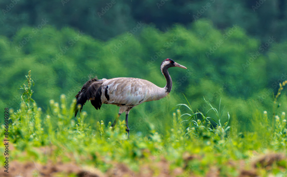 A wild crane in a green field with a forest background, creating a serene scene in nature A wild crane in a green field with a forest background, creating a serene scene in nature