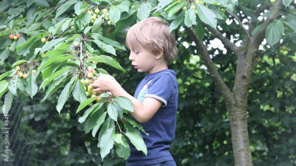 Cute child, school boy, eating cherries from the tree in garden Cute child, school boy, eating cherries from the tree in garden