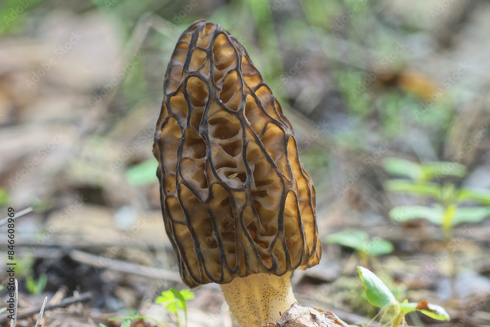 one large brown morel mushroom grows in the ground in the spring forest one large brown morel mushroom grows in the ground in the spring forest
