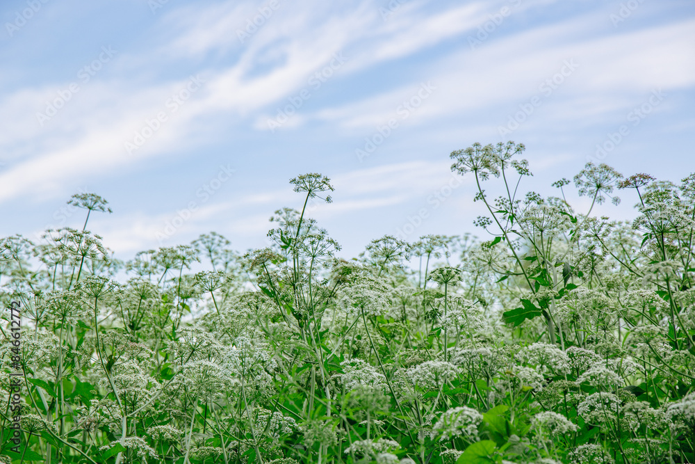 Close up of wild blooming Anthriscus in June in summer in Latvia
