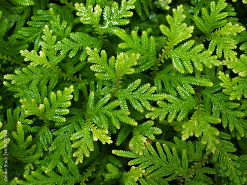 Macro green leaves foliage Davallia Canariensis ,rabbit foot fern ,Selaginella involvens ,Appalachian Bristle fern ,filmy fern plants  photo