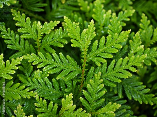 Macro green leaves foliage Davallia Canariensis ,rabbit foot fern ,Selaginella involvens ,Appalachian Bristle fern ,filmy fern plants  photo