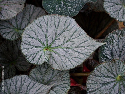 Closeup leaf foliage begonia flower plants for leaves background ,fairy begonia Rexcultorum ,Heuchera Micrantha Reale piper Ornatum ,Piper Sylvaticum ,fundo verde frondoso ,macro image ,nature leaves photo