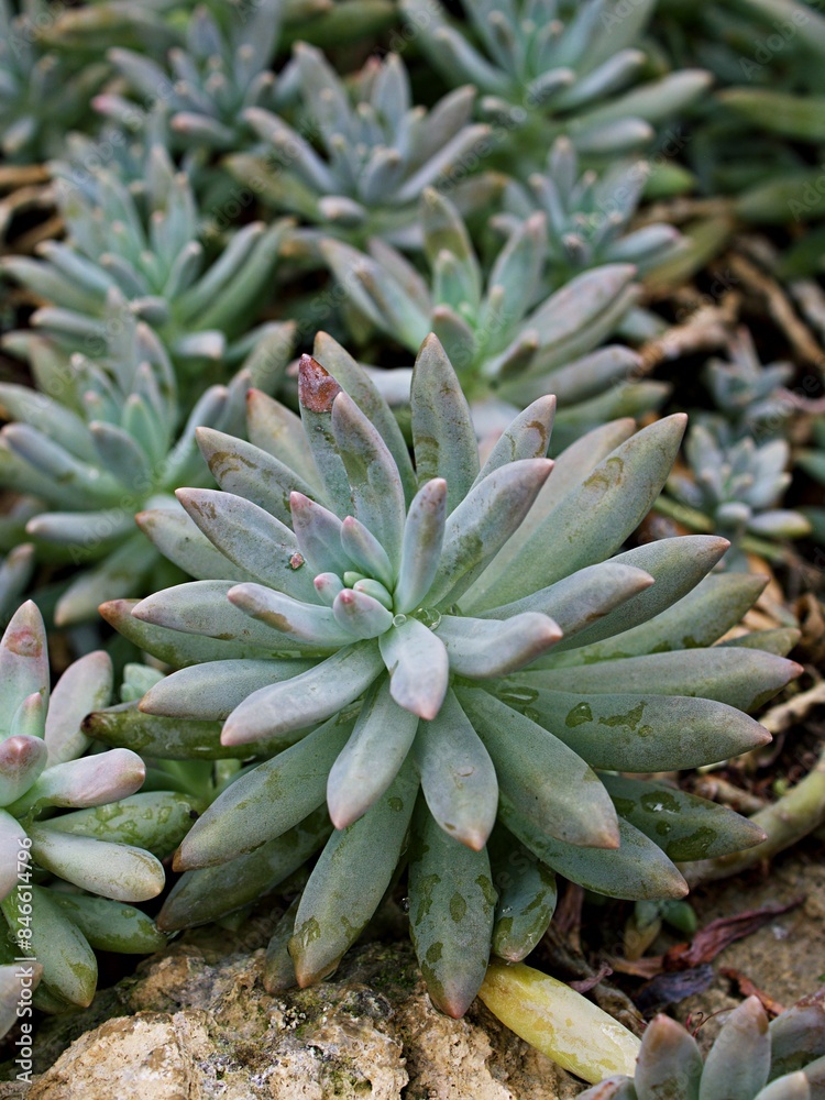 Closeup succulent plant Pachyphytum hookeri Variegata ,Salm Dyck features silvery blue-green ,Pachyphytum hookeri variegated ,pointed succulent ,Cactus Succulent Desert Pianta Succulenta Closeup succulent plant Pachyphytum hookeri Variegata ,Salm Dyck features silvery blue-green ,Pachyphytum hookeri variegated ,pointed succulent ,Cactus Succulent Desert Pianta Succulenta