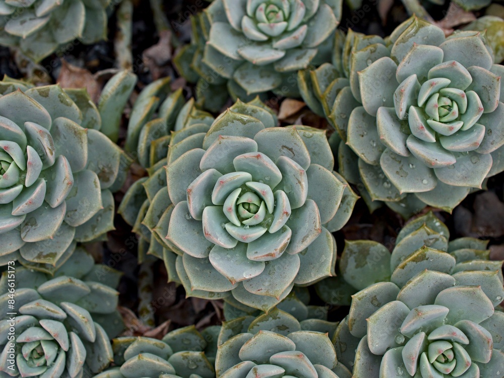 Macro succulent Cactus plant ,Echeveria elegans ,Rose Cabbage ,thick-leaved rosettes ,Echeveria Apus ,Shaped rose petals ,family Crassulaceae flowering plant ,hen and chicks ,Echevelia gibbiflora 
