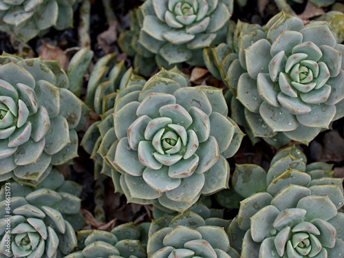 Macro succulent Cactus plant ,Echeveria elegans ,Rose Cabbage ,thick-leaved rosettes ,Echeveria Apus ,Shaped rose petals ,family Crassulaceae flowering plant ,hen and chicks ,Echevelia gibbiflora  photo