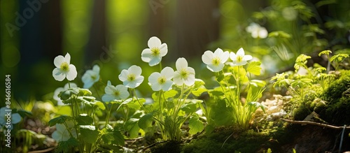Spring forest landscape fea...