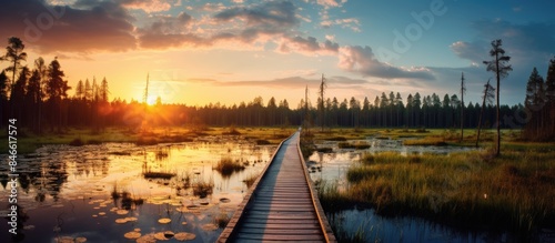 Late summer captured on a wooden boardwalk through a swamp in the Yelnya National Park at sunset, illustrating ecotourism, hiking, and travel with a selective focus on a copy space image.