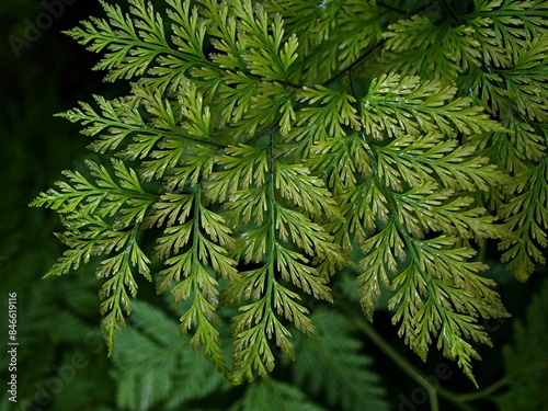 Macro green leaves foliage Davallia Canariensis ,rabbit foot fern ,Selaginella involvens ,Appalachian Bristle fern ,filmy fern plants  photo