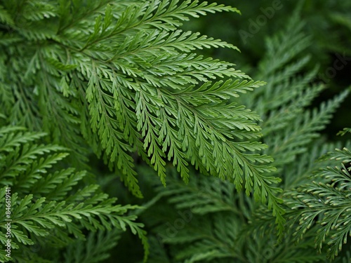 Macro green leaves foliage Davallia Canariensis ,rabbit foot fern ,Selaginella involvens ,Appalachian Bristle fern ,filmy fern plants  photo