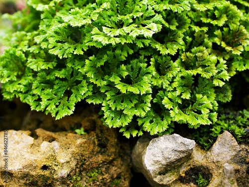 Green leaf of Selaginella Tamariscina moss plant ,Selaginella kraussiana Brownii ,Selaginellaceae ,Krauss'Spikemoss ,Pin-Cushion ,Spikemoss ,Emerald isle spikemoss ,Scotch Moss ,Compact ,green tones photo