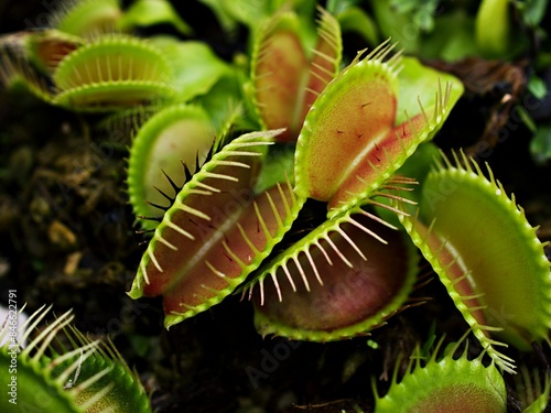 OLYMPUS Closeup Venus flytrap ,Insectivorous plants ,Low Giant ,Dionaea muscipula ,needle-like-teeth ,venus fly catcher ,Cook's Carnivorous  