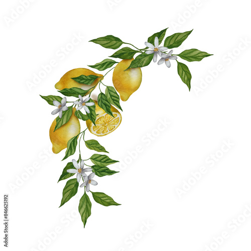 Watercolor lemon branch with leaves and flowers. Blossom citrus botanical corner. Fruit banner, border illustration.