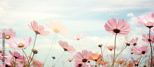Cosmos flowers in soft focus bloom in vintage hues against a bright sky backdrop, ideal for a copy space image.