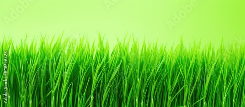 Excellent sample of small wheat grass with a vibrant green color  perfect for the copy space image.