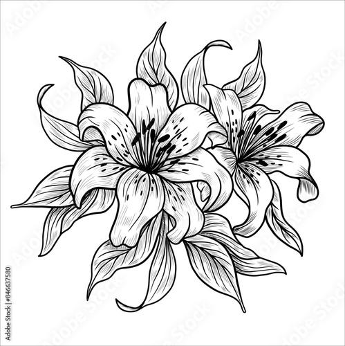 Lily flower outlines. Monochrome black and white bouquet lily isolated on white background. Hand drawn design greeting card and invitation of the wedding, birthday, Valentines Day, mother day.