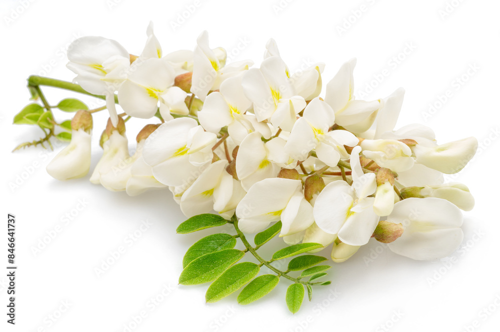 Raceme of blooming acacia flowers with green leaves on white background. Raceme of blooming acacia flowers with green leaves on white background.