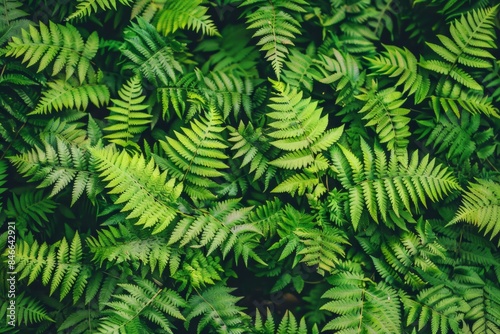 Lush green fern texture in natural environment