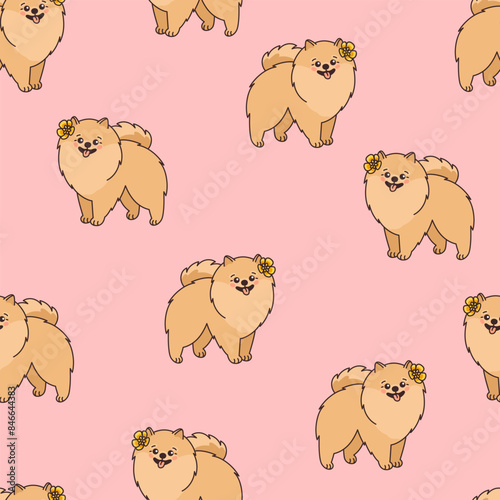 Seamless pattern with cute and funny Pomeranian spitz dog. Endless repeatable backdrop with purebred puppy pet or domestic animal Zwergspitz. Colorful vector illustration on pink background