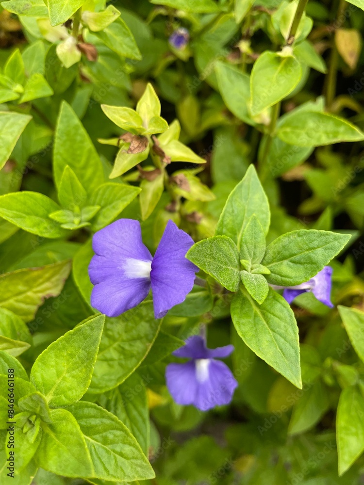 Blue Hawaii or Brazilian Snapdragon The purple flowers are white in the center and have only 2 petals, resembling a butterfly spreading its wings. The background is green leaves. Blue Hawaii or Brazilian Snapdragon The purple flowers are white in the center and have only 2 petals, resembling a butterfly spreading its wings. The background is green leaves.