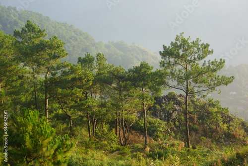 benguet pine 1