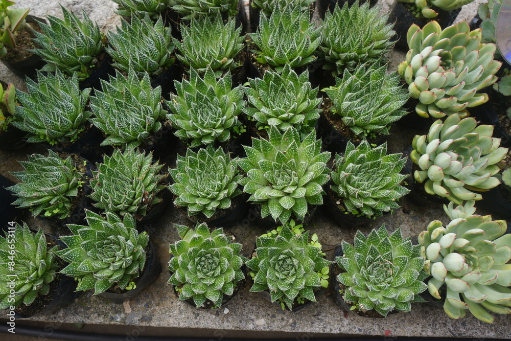 succulents 3 succulents 3