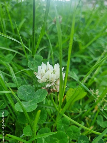 White wild flower 