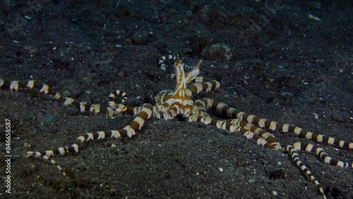 Wunderpus Octopus - Wunderpus photogenicus is hunting along the seafloor. Tulamben, Bali, Indonesia. 4k video. photo