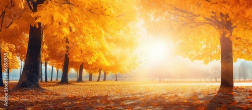 Vibrant autumn scenery: yel...