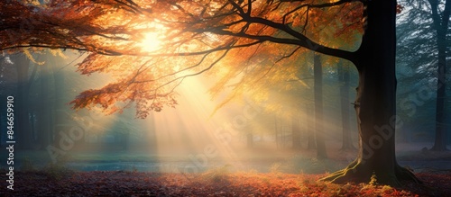 A picturesque autumn forest...