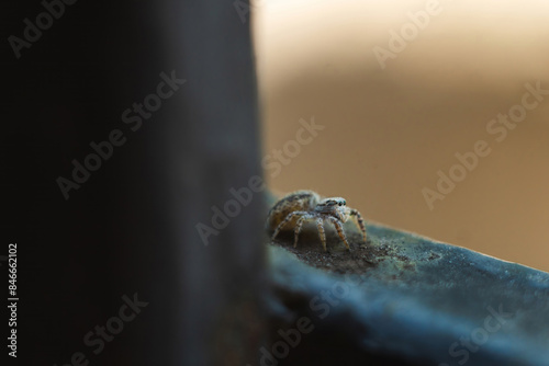 macro closeup on Hyllus semicupreus Jumping Spider. This spider is known to eat small insects like grasshoppers, flies, bees as well as other small spiders. photo