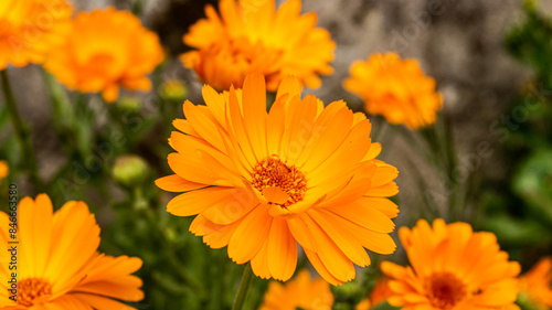 Orange flower in a village in Spain