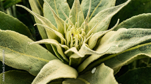 Green plant in a village in Spain