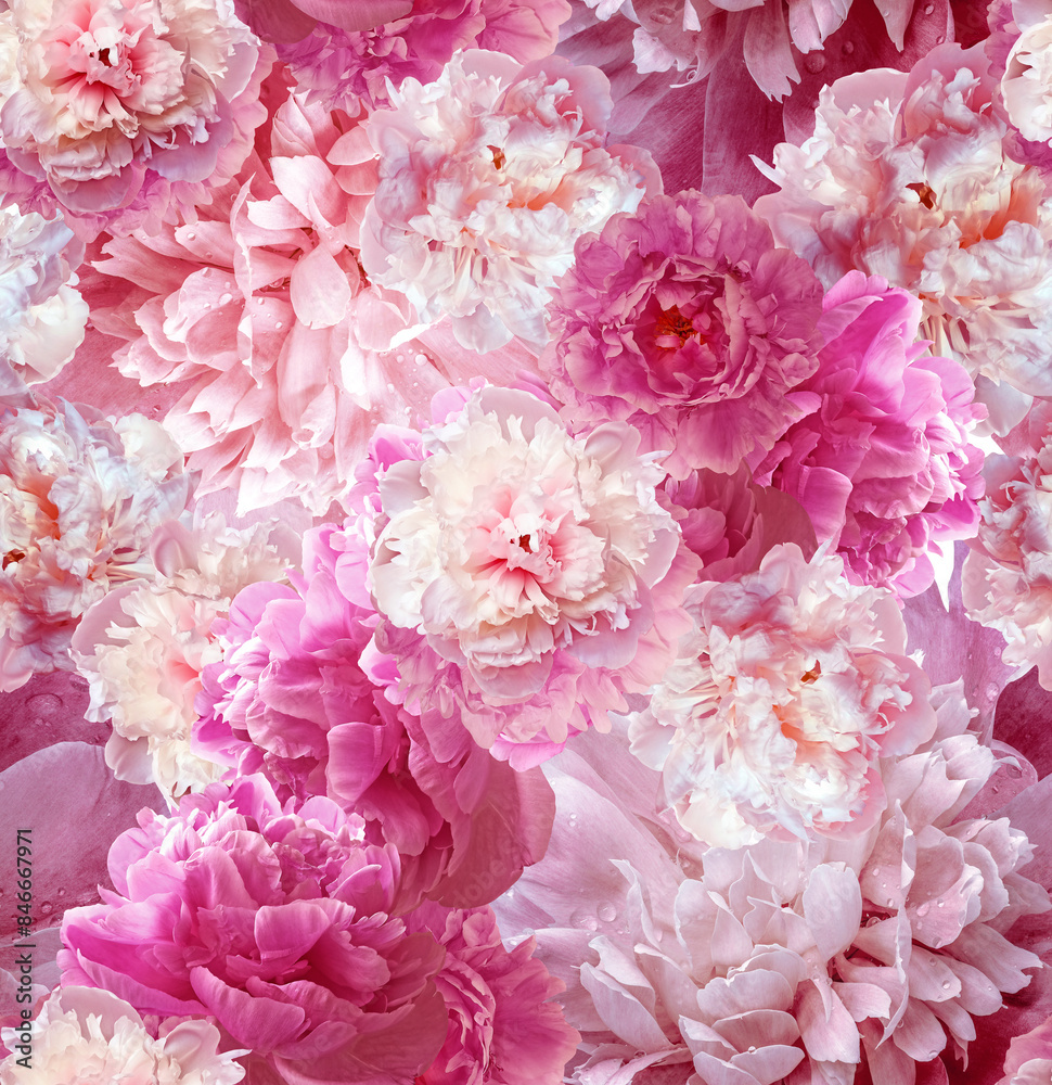 Seamless floral background. Flowers peonies and petals peonies. Close up. Seamless floral background. Flowers peonies and petals peonies. Close up.