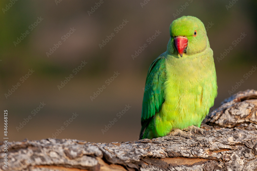 The rose-ringed parakeet (Psittacula krameri), also known as the ring-necked parakeet, is a medium-sized parrot. The rose-ringed parakeet (Psittacula krameri), also known as the ring-necked parakeet, is a medium-sized parrot.
