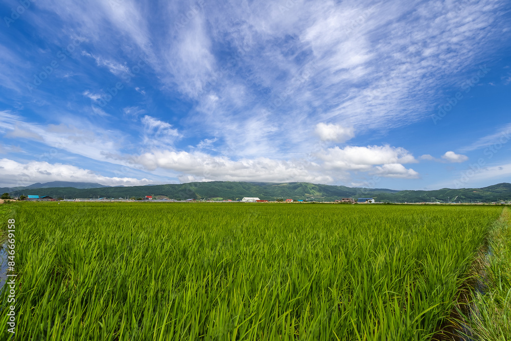 Fototapeta premium 大野平野の夏風景