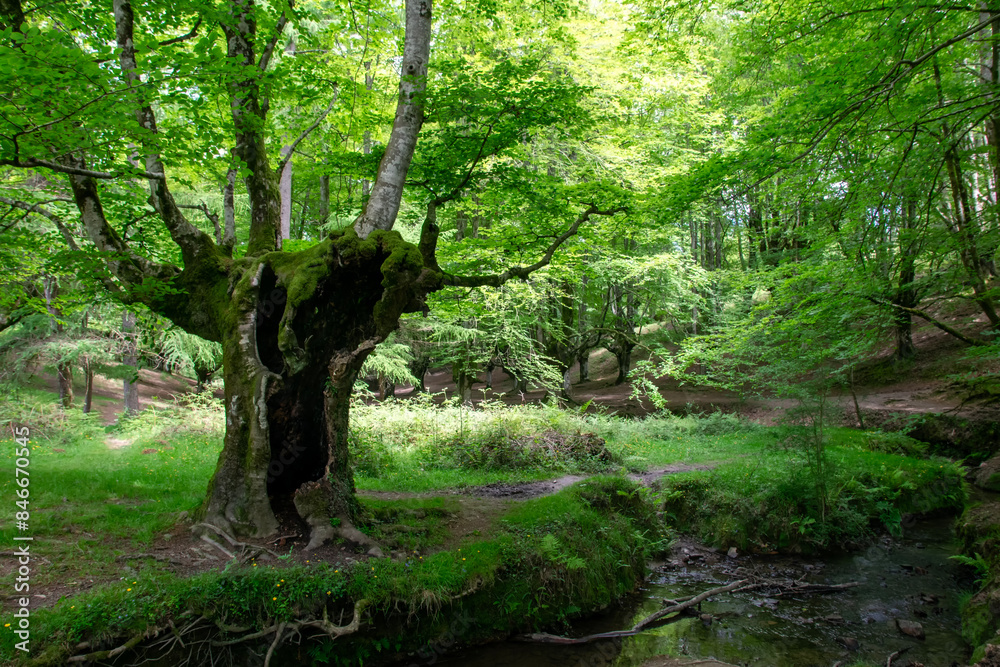 Fototapeta premium forest in spring